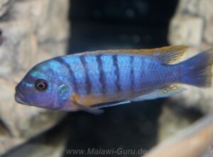 Metriaclima fainzilberi 'Ndumbi Point'